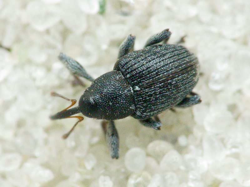 Archarius salicivorus (Paykull, 1792)